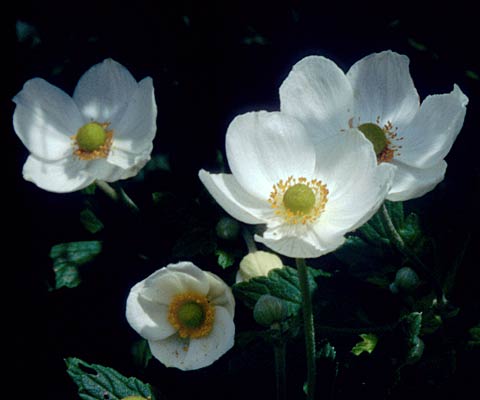 شقایق نعمانی